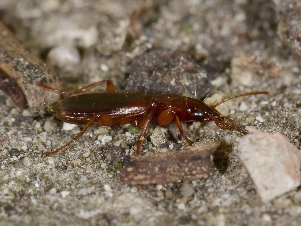 Carabide da Id.: Pseudomasoreus canigoulensis